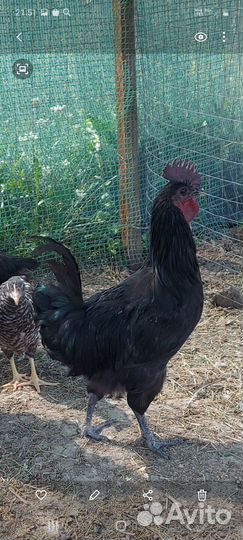 Петухи ухейилюй и лакеданзи