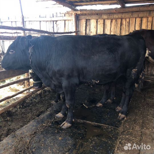 Быки на племя