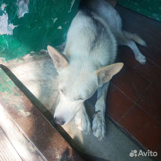 Собака в добрые руки отдам бесплатно