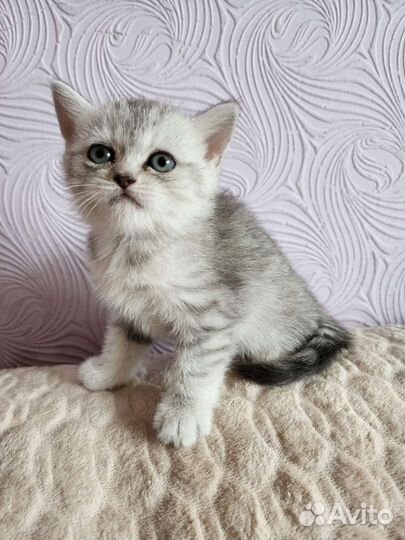 Шотландская