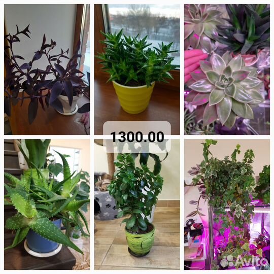 Цветы комнатные кактус суккулент