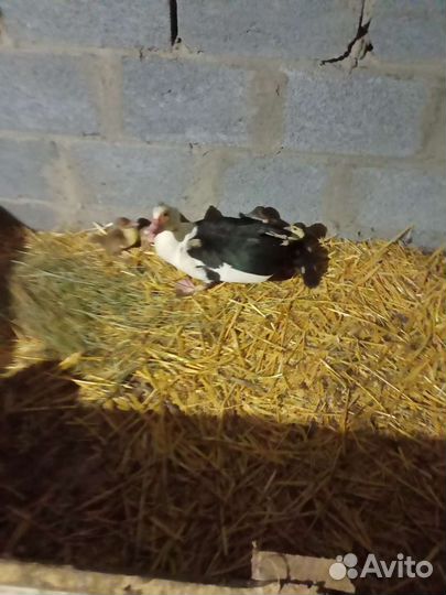 Индоутка мускусная утка