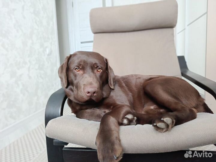 Кобель лабрадора вязка