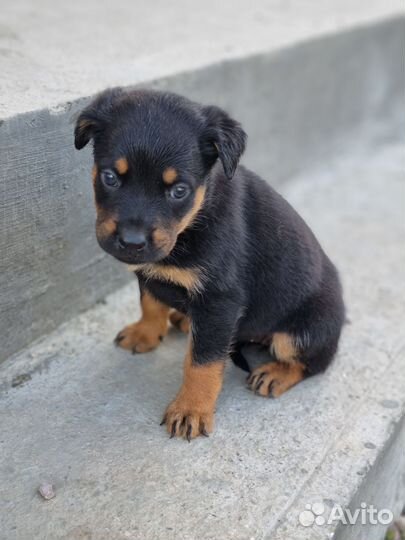Щенки метисы ротвейлера