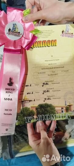 Мейн-кун f22 Астория, серт.N/N, (jcac)