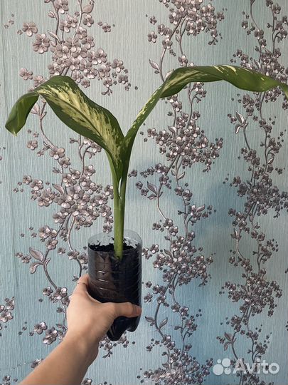 Диффенбахия Tropic Smow