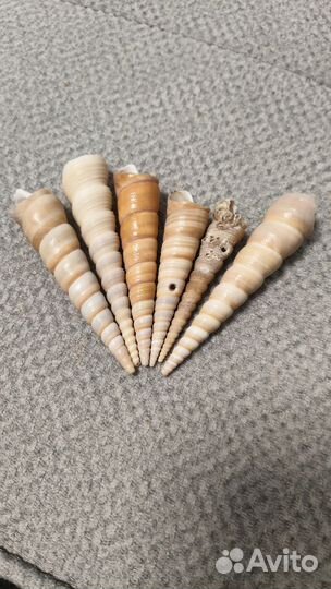 Ракушка морская (Турителла Теребра)