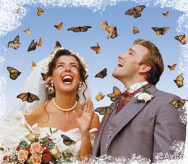 Франшиза Салюты из Живых Тропических Бабочек 2077