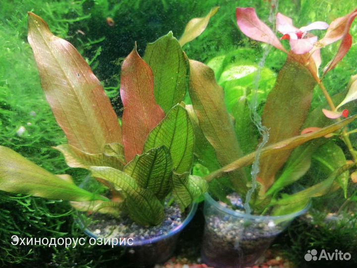 Аквариумные растения