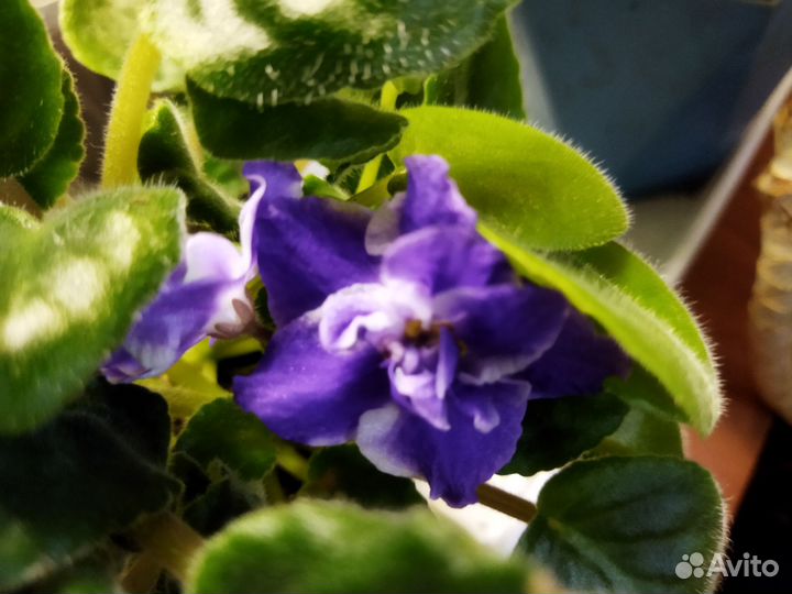 Фиалки, фуксии