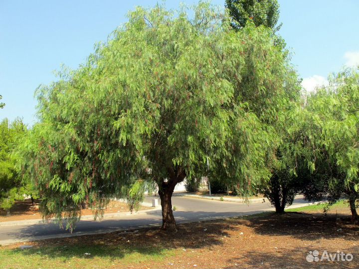 Перуанский перец (Шинус мягкий), семена