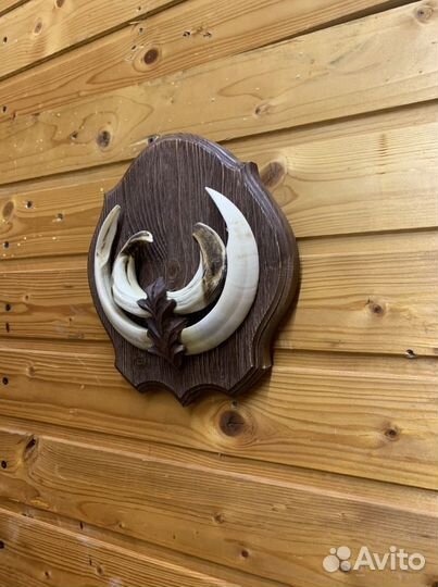 Клыки кабана,карандашницы и пепельницы из копыт