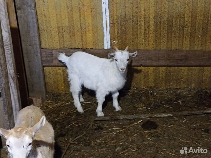 Козлята от русских и зааненских коз