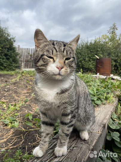 Кот в добрые руки