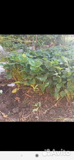 Клубника рассада сорт Зенга-Зенгана