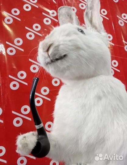 Чучело заяц русак с трубкой