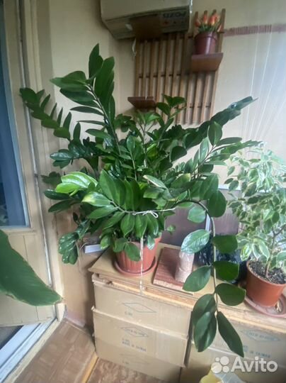 Зймиакулькас (долларовое дерево)