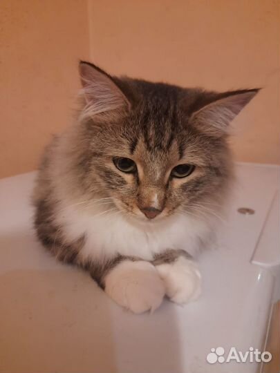 Кот