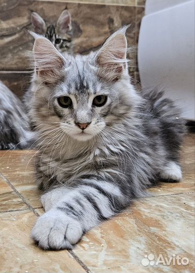 Котята мейн-кун