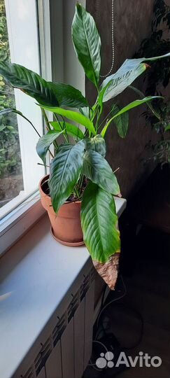 Спатифиллум