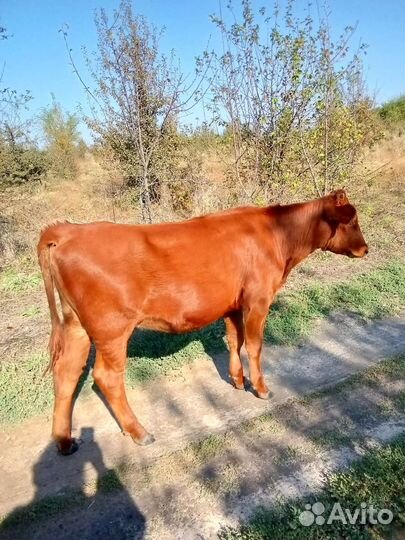 Продаются телята