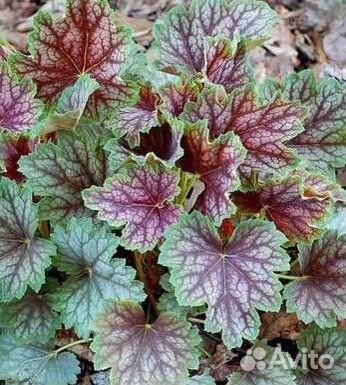 Гейхеры, дельфиниумы