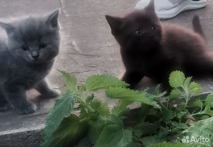 Котята в добрые руки