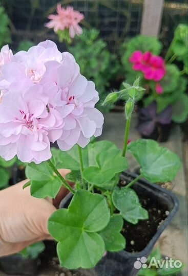 Плющелистная (ампельная) пеларгония. Шифон