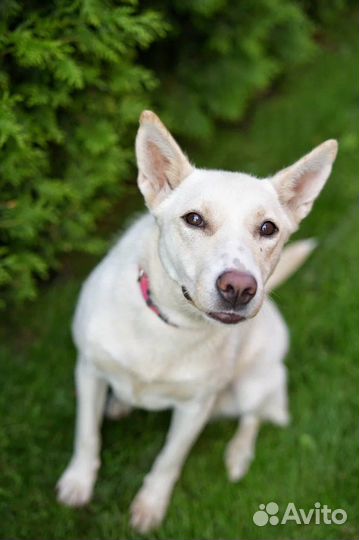 Собака в добрые руки