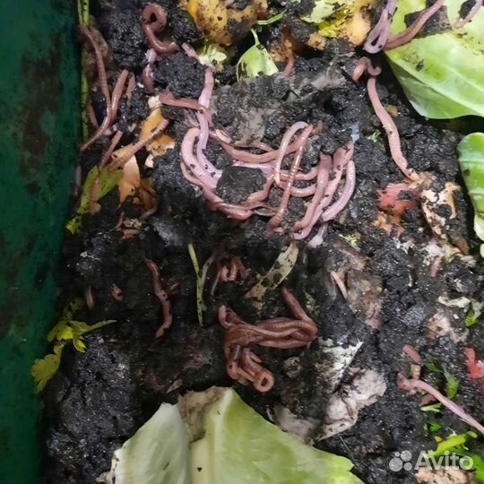 Черви дендробена