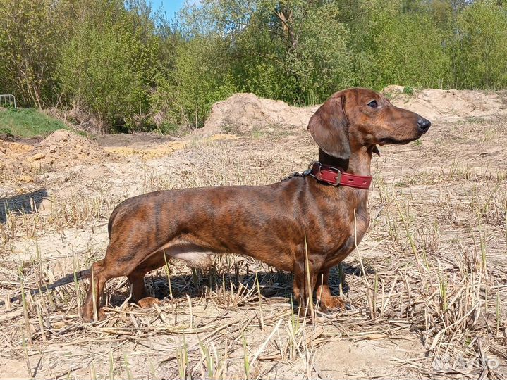 Кобель миниатюрной таксы для вязки