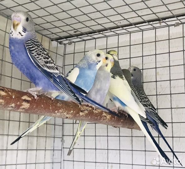 Волнистые попугаи самки