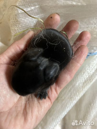 Декоративные карликовые кролики из питомника