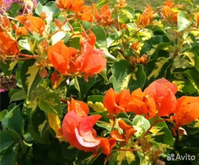 Бугенвиллия.бегония