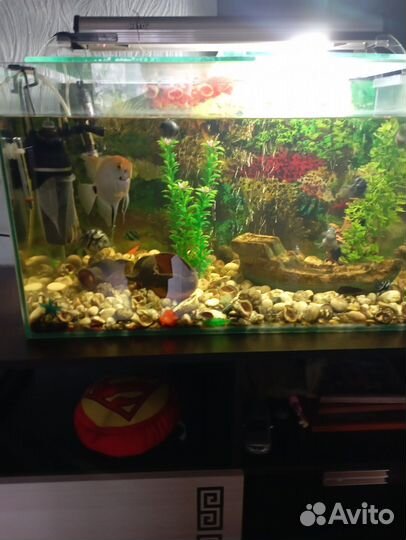 Аквариум с рыбками