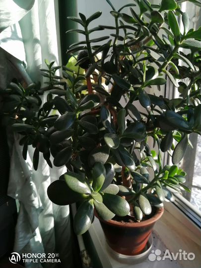 Продам цветы комнатные