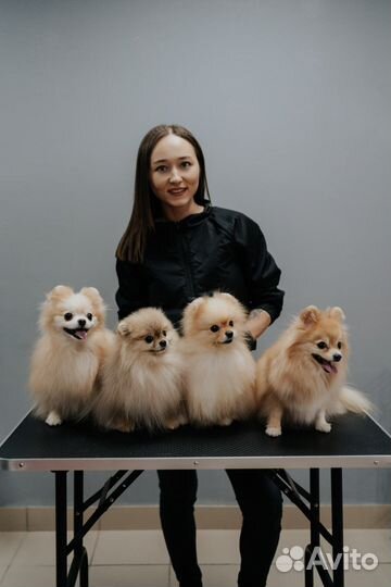 Груминг (стрижка) животных