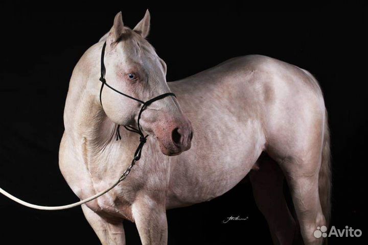 Жеребец Quattro Horse для осеменения