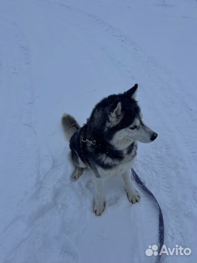 Хаски отдам