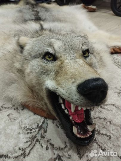 Шкура волка