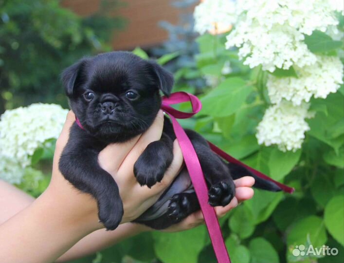 Пти брабансон. Девица