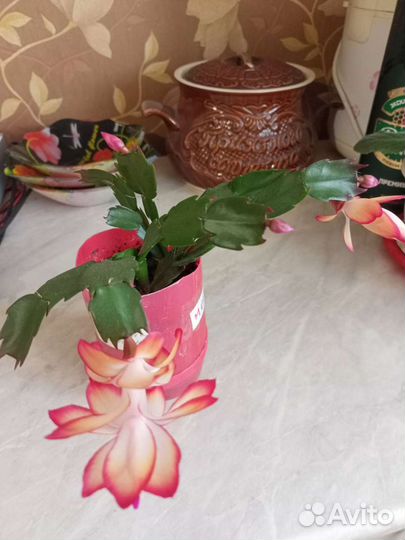 Декабрист, Гиппеаструм в наличии 5 штук