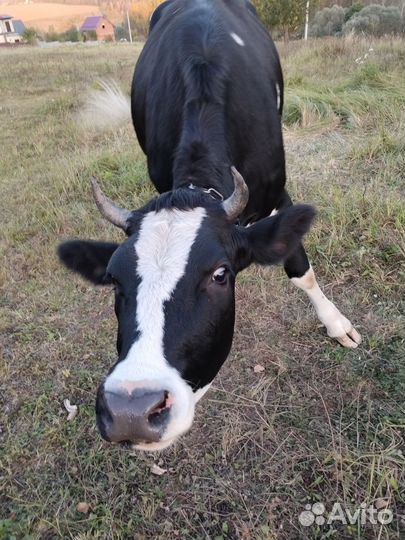 Две стельные нетели