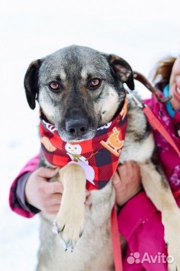 Приютский пёс станет преданным другом