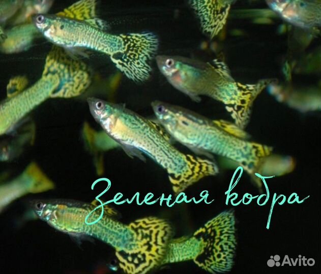 Рыбки Гуппи