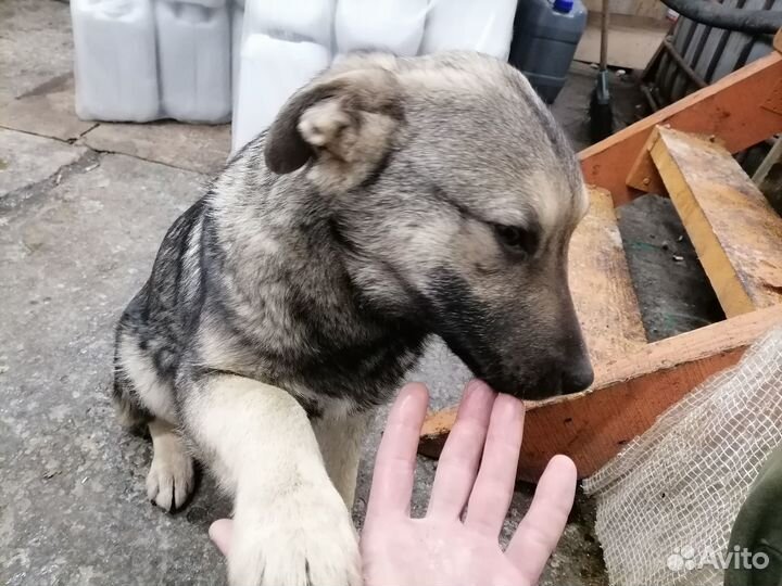 Симпотяшки ищут дом