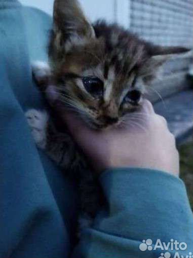 Котенок в добрые руки