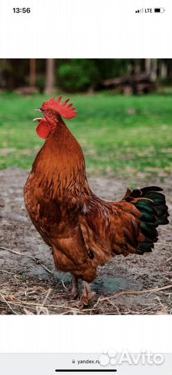 Петух