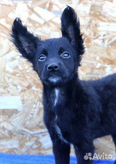 Ксолоитцкуинтли среднего размера