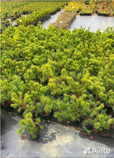 Горная сосна оптом С10 /Доставка